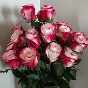 Meet your Posher, Eneida